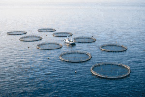 Plan Publicacion Plus